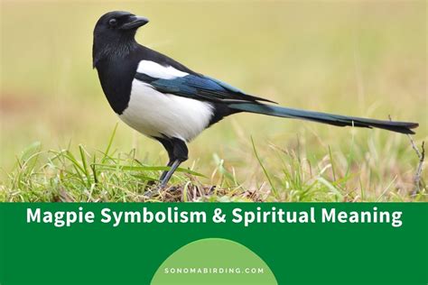 symbolism of the magpie
