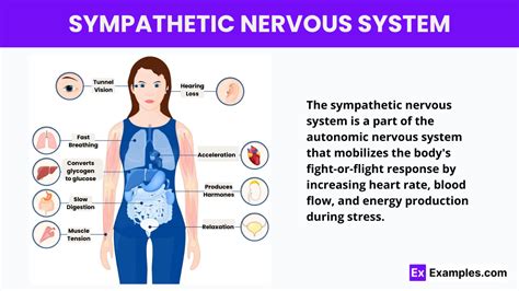 sympathetic nervous system function examples