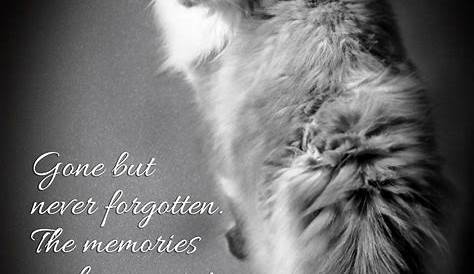 Sympathy Poems Loss Of Cat