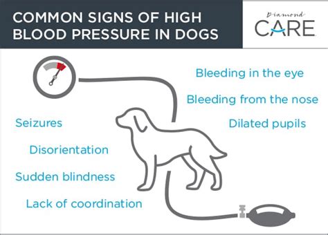 Signs of low blood sugar in dogs, chromium and diabetes