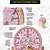 symptoms of brain tumor near cerebellum