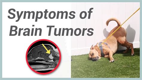 Download Symptoms For Dogs That Have Cancer PNG Cancer