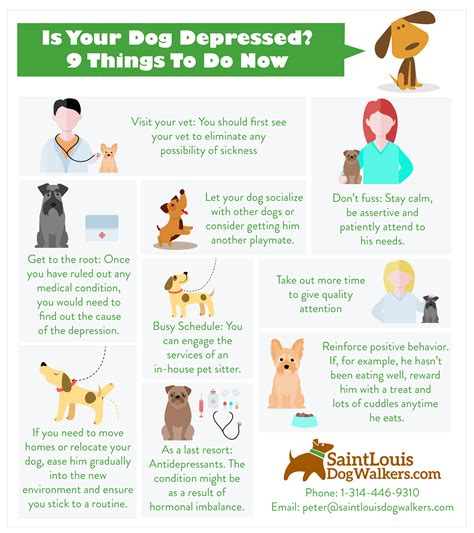 Depression in Dogs Symptoms, Diagnosis, Treatments & FAQ