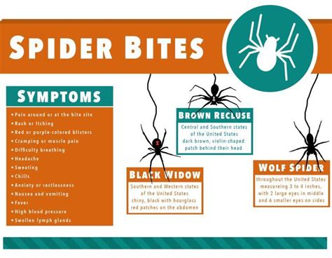 Spider Bite Alert: Common Symptoms to Watch For Immediately