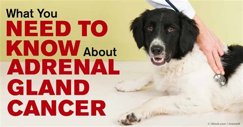 symptoms of adrenal gland cancer in dogs