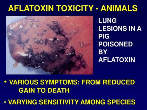 symptoms of aflatoxin poisoning in humans