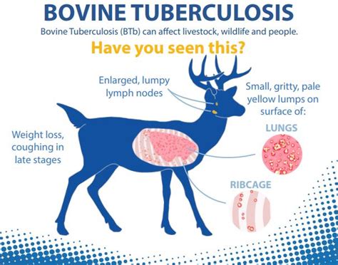 symptoms of bovine tb