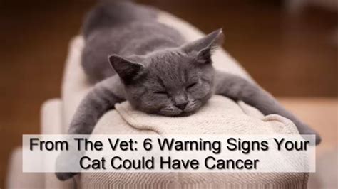 symptoms of cancer in cats