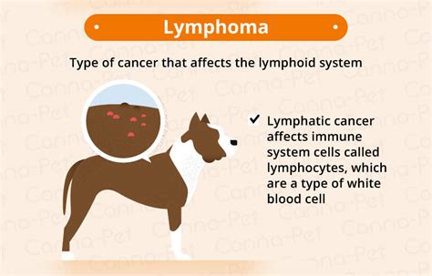 symptoms of cancer in dogs abdomen