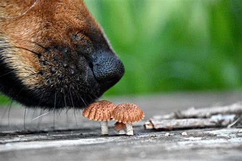 symptoms of dog eating mushroom