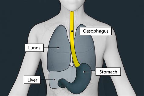 symptoms of oesophageal cancer nhs