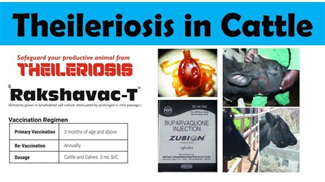 symptoms of theileriosis in cattle