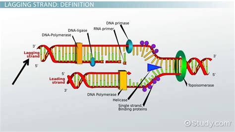 Synthesis Definition Dna