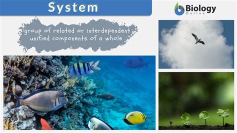system meaning in english with example