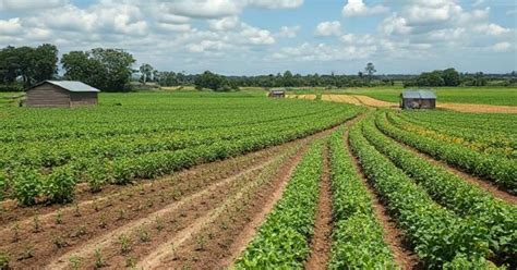 systematic agriculture