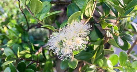 Syzigium Buxifolium Cuidados