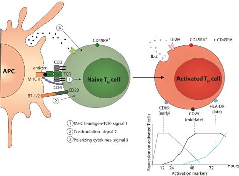 t cell activation markers