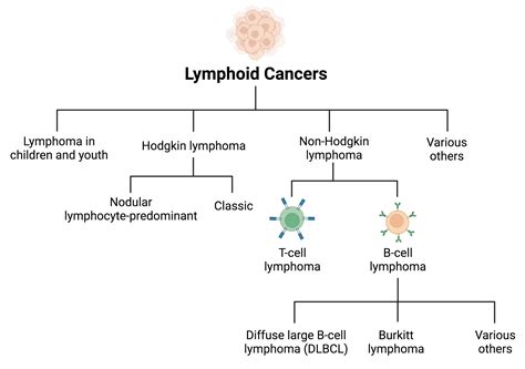 t cell and b cell lymphoma