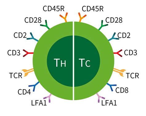 t cell cd markers