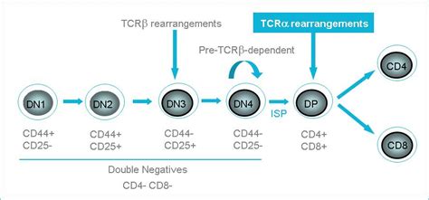 t cell development marker