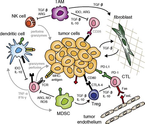 t cell immune therapy for melanoma