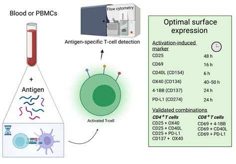 t cell markers review