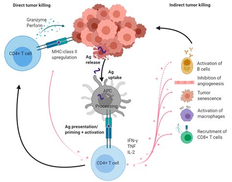 t cell mediated anti tumor therapy