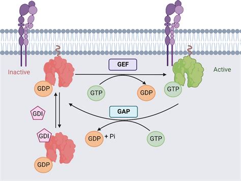 t cell specific gtpase 1