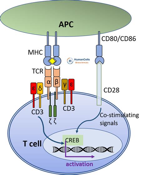 t cells display the cd3 marker and either the