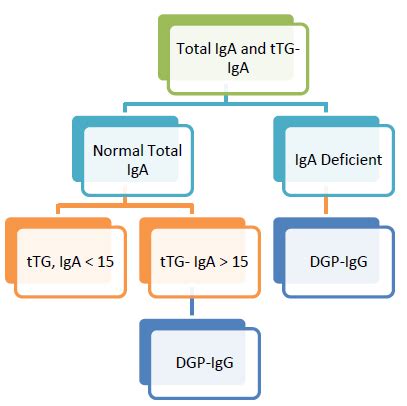 t transglutaminase ttg iga