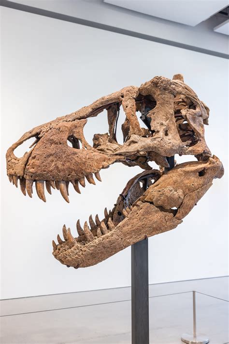 t-rex fossil for sale australia