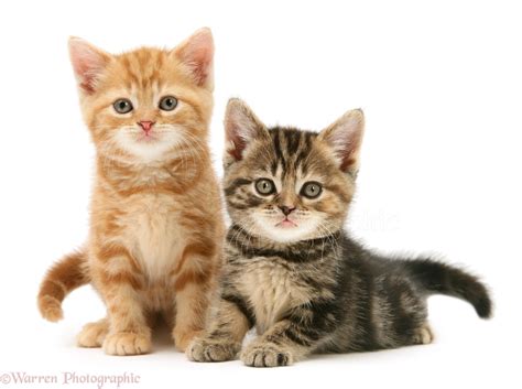 Tabby And Ginger Kittens