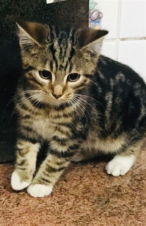 tabby cat for sale newport gwent