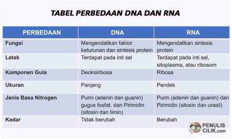 Tabel Perbedaan DNA dan RNA: Segala yang Perlu Diketahui
