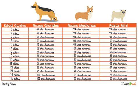 Edad humana en tu perro edad de mascotas Mascotas