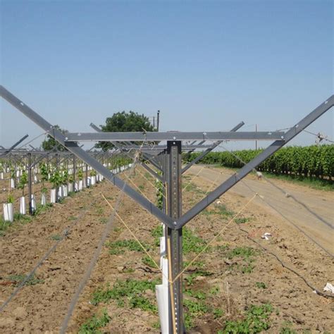 Table Grape Trellis