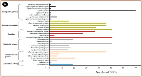 Table Grapes Characterization