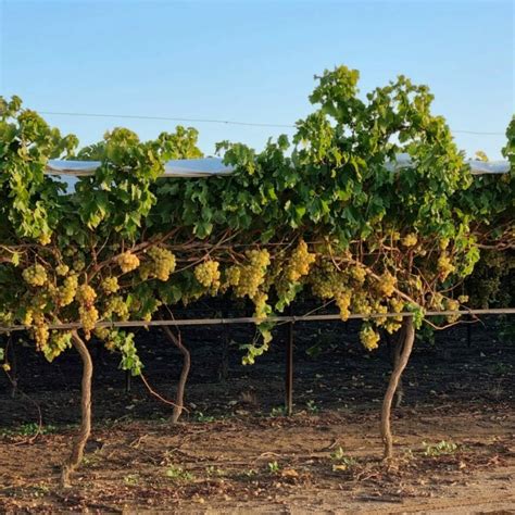 Table Grapes Wa