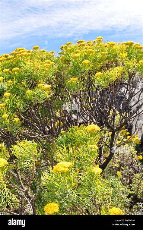 table mountain flora