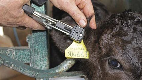 Tagging Cattle Ears