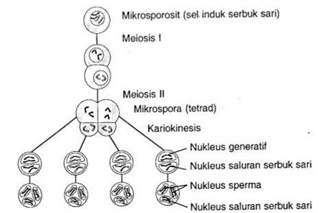 Tahapan Mikrosporogenesis: Proses Pembentukan Sel-Sel Sperma Pada Tumbuhan
