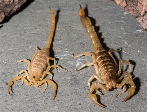 tail of the scorpion