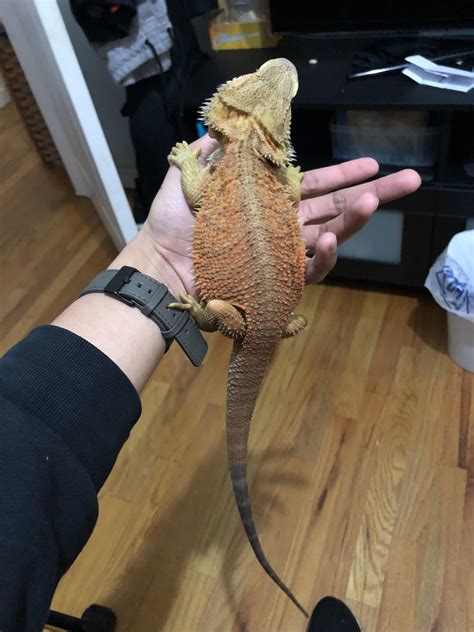 tail rot on a bearded dragon