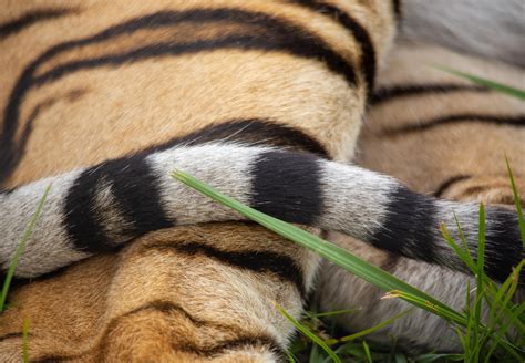 tail tigers