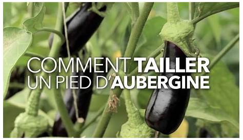 Taille Aubergine , Nuisette Grande Avec Armatures