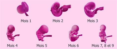 taille bébé 1 mois de grossesse