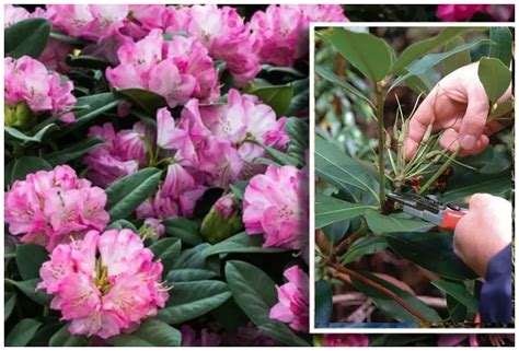 À quel moment tailler un rhododendron en 2024 ? Comment