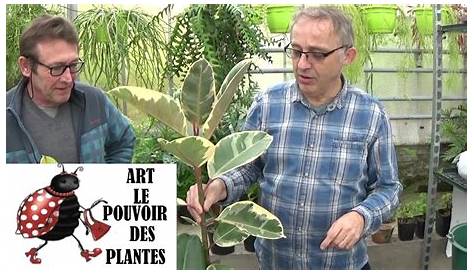 Conseils jardinage: caoutchouc: Entretien du (Ficus elastica): Plante