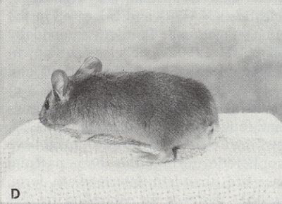 tailless mouse