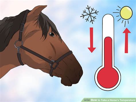 Take Horse Temperature